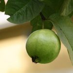 Inilah 8 Manfaat Daun dan Buah Jambu Biji Bagi Kesehatan