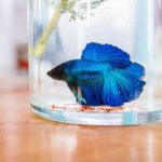 7 Jenis Makanan Ikan Cupang Alami Bergizi Tinggi yang Bagus Untuk Perkembangannya