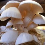 Peluang Usaha Baru Budidaya Jamur! Ini 7 Tips Budidaya Jamur Tiram Hingga Menghasilkan Panen yang Bermutu
