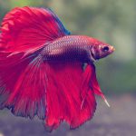 Ingin Budidaya Ikan Cupang! Kenali Dulu 7 Jenis Ikan Cupang yang Paling Mahal Dipasaran