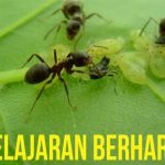 6 Pelajaran Hidup yang Berharga dari Semut Yang patut Ditiru