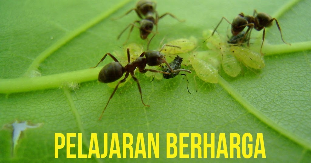 6 Pelajaran Hidup yang Berharga dari Semut Yang patut Ditiru
