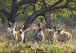 4 Alasan Mengapa Mengunjungi Taman Nasional di Indonesia