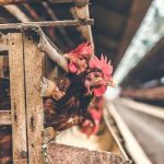 Usaha Ternak Ayam Kampung Itu Gak Sulit
