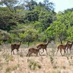 6 Spot Keren di Taman Nasional Baluran
