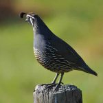 Cara Ternak Burung Puyuh Rumahan dan Tips Menjualnya Lengkap