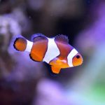 4 Tips Menjual Ikan Hias agar Mudah Meraih Keuntungan