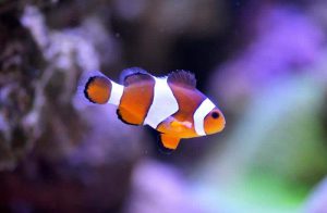 4 Tips Menjual Ikan Hias agar Mudah Meraih Keuntungan