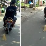 Seret Kucing Pakai Motor di Pekalongan