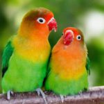 Cara Ternak Burung Lovebird Untuk Pemula Langkap dengan Analisa Modal Keuntungan