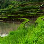 6 Keistimewaan Ubud yang Menggambarkan Sisi Lain Bali