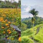 9 Destinasi Wisata Bali Ngehits yang Wajib Dikunjungi