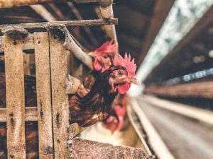 Usaha Ternak Ayam Kampung Itu Gak Sulit