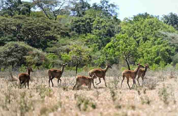 6 Spot Keren di Taman Nasional Baluran