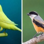 8 Jenis Usaha Ternak Burung Yang Menjanjikan Saat ini
