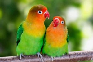 Cara Ternak Burung Lovebird Untuk Pemula Langkap dengan Analisa Modal Keuntungan