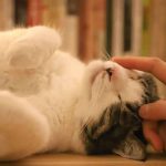 6 Cara Merawat Kucing Kesayangan yang Baik agar Tetap Sehat