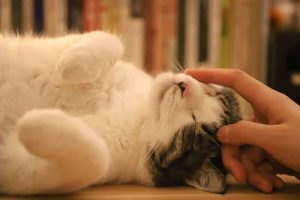 6 Cara Merawat Kucing Kesayangan yang Baik agar Tetap Sehat