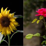 7 Jenis Bunga yang Paling Dicari Untuk Bisnis Tanaman Hias
